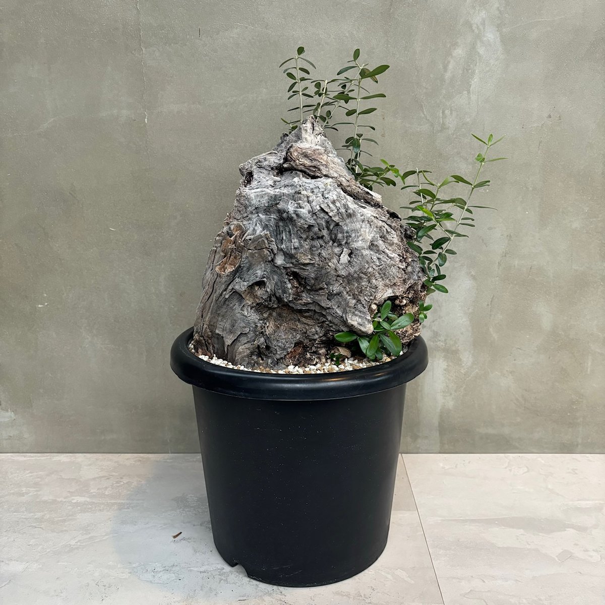 繁栄の木 Old olive（24jun4.v3-7） | GOOD DAYS