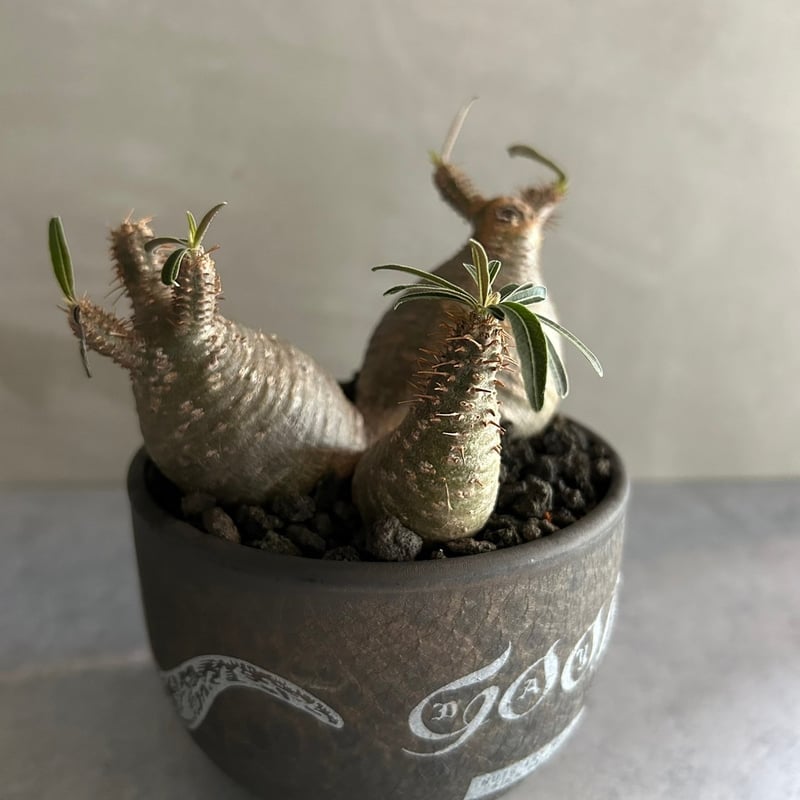 パキポディウムグラキリス 発根済み BOTANIZE 【公式通販】