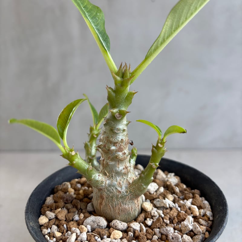 パキポディウム・ウィンゾリー 【実生】(24nov27.h11-4) | GOOD DAYS