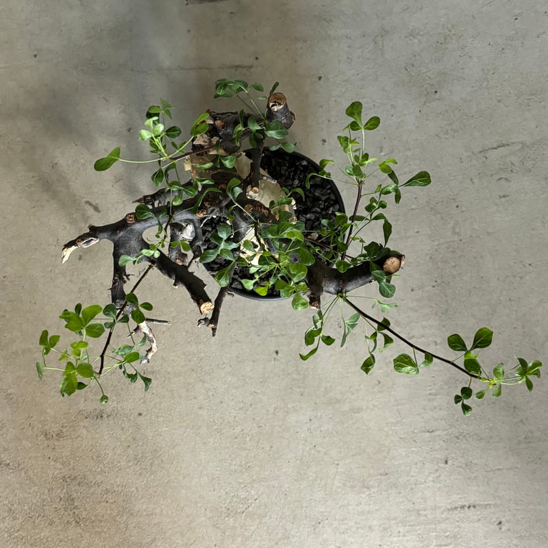 コミフォラ カタフ ピュア【GOODDAYS鉢 black】（24jun29.e1-18） |