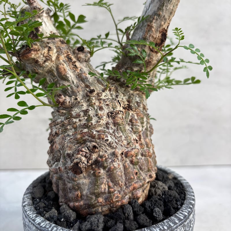 ぴろすけ　オペルクリカリア　パキプス オペルクリカリア パキプス-OP45 | Supervoid Caudex