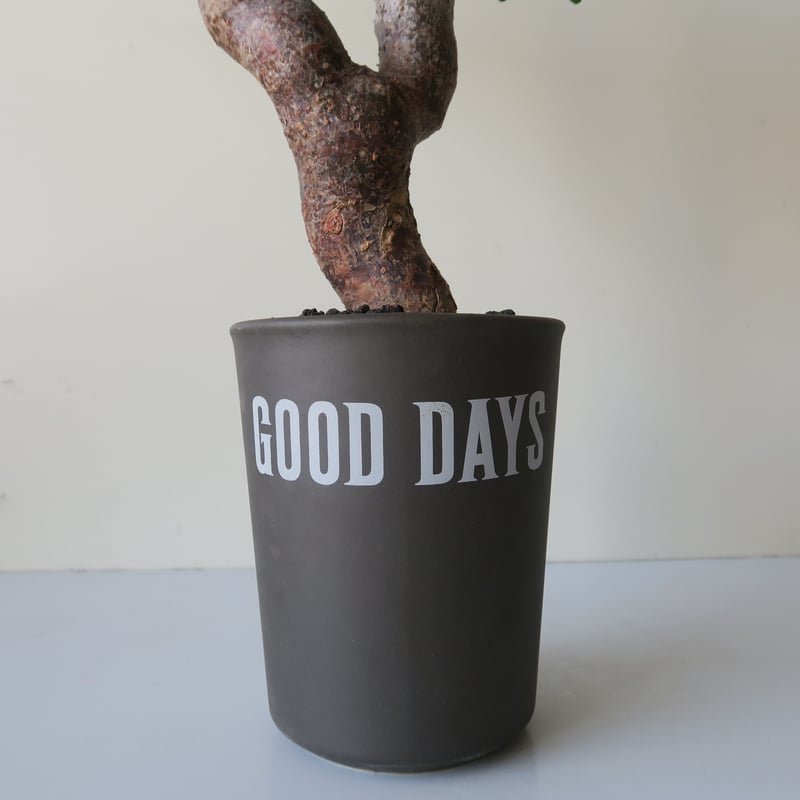 commiphora monstruosa コミフォラモンストローサ GOOD DAYS