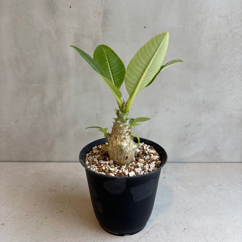 パキポディウム・ウィンゾリー 【実生】(24nov27.h11-8) | GOOD DAYS