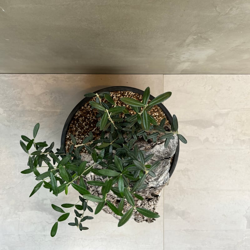 Old olive（24jun4.v3-11） | GOOD DAYS