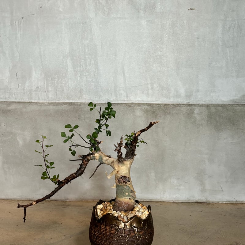 コミフォラ カタフ ピュア【川澄 智一 作品鉢】（24jun29.e1-9