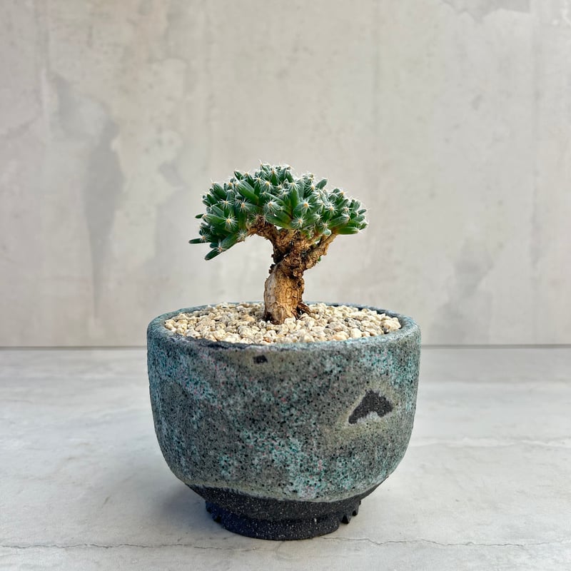 トリコディアディマ・デンサム【紫晃星】 【浅見 五郎助 作家鉢