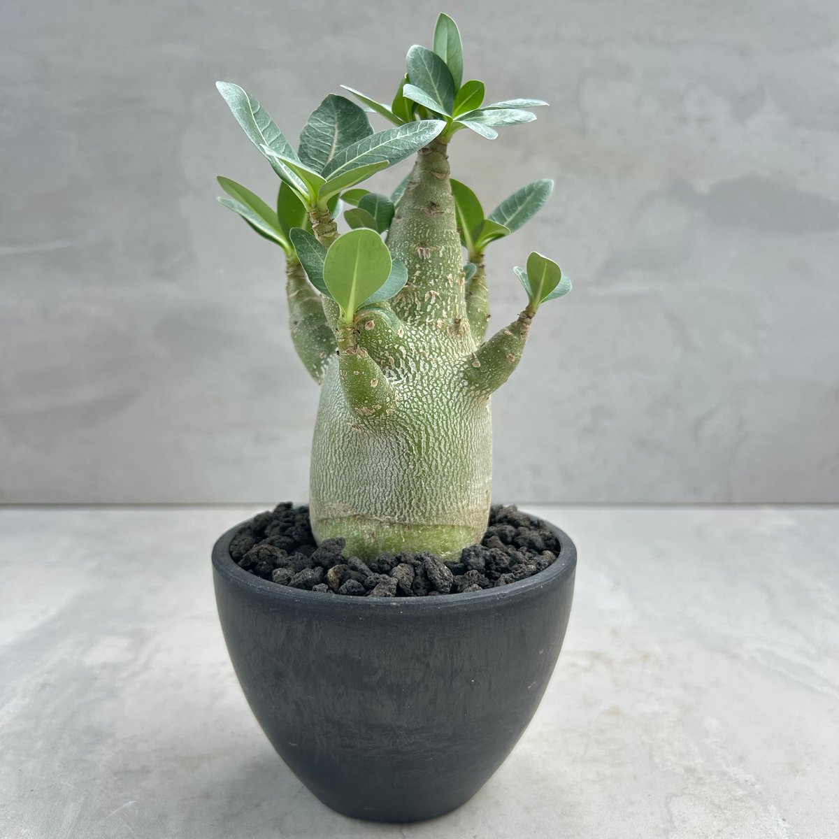 いいものプレミアムのオシリズム アデニウム・オベスム ゴジラ(25jul7.v42/2-2) | GOOD DAYS