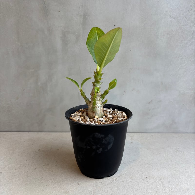 パキポディウム・ウィンゾリー 【実生】(24nov27.h11-4) | GOOD DAYS