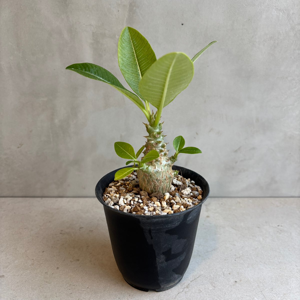 パキポディウム・ウィンゾリー 【実生】(24nov27.h11-8) | GOOD DAYS