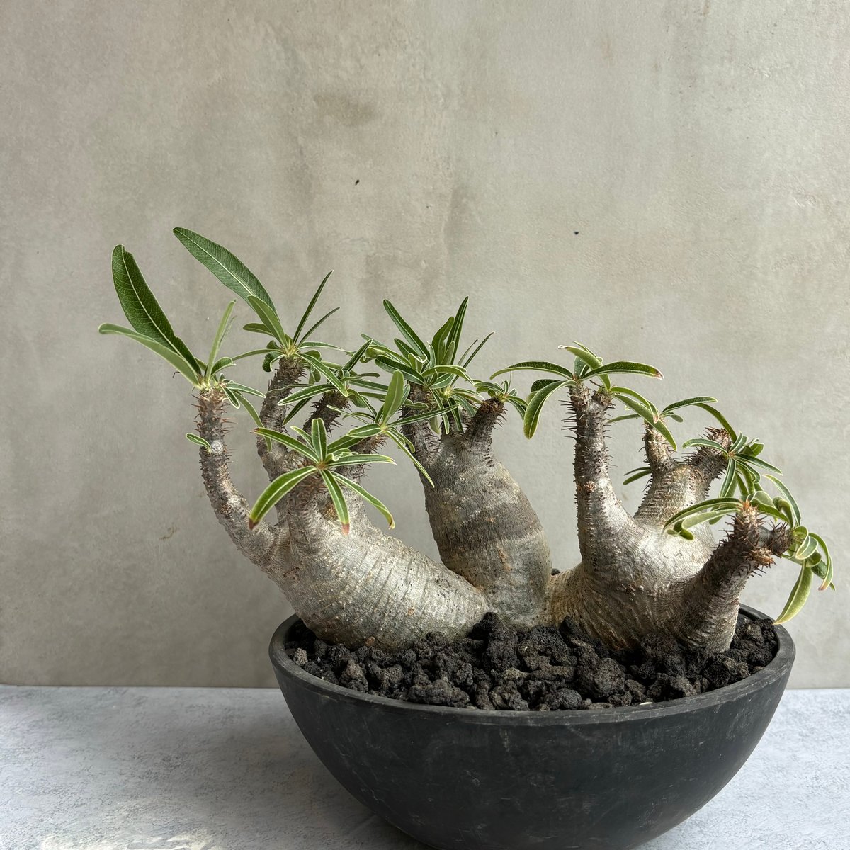 マルチ パキポディウム・グラキリス(24may9.n4-42) | GOOD DAYS