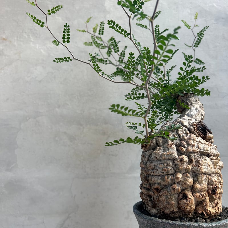 オペルクリカリア・パキプス【浅見五郎助作品鉢】(24dec24.v14-22