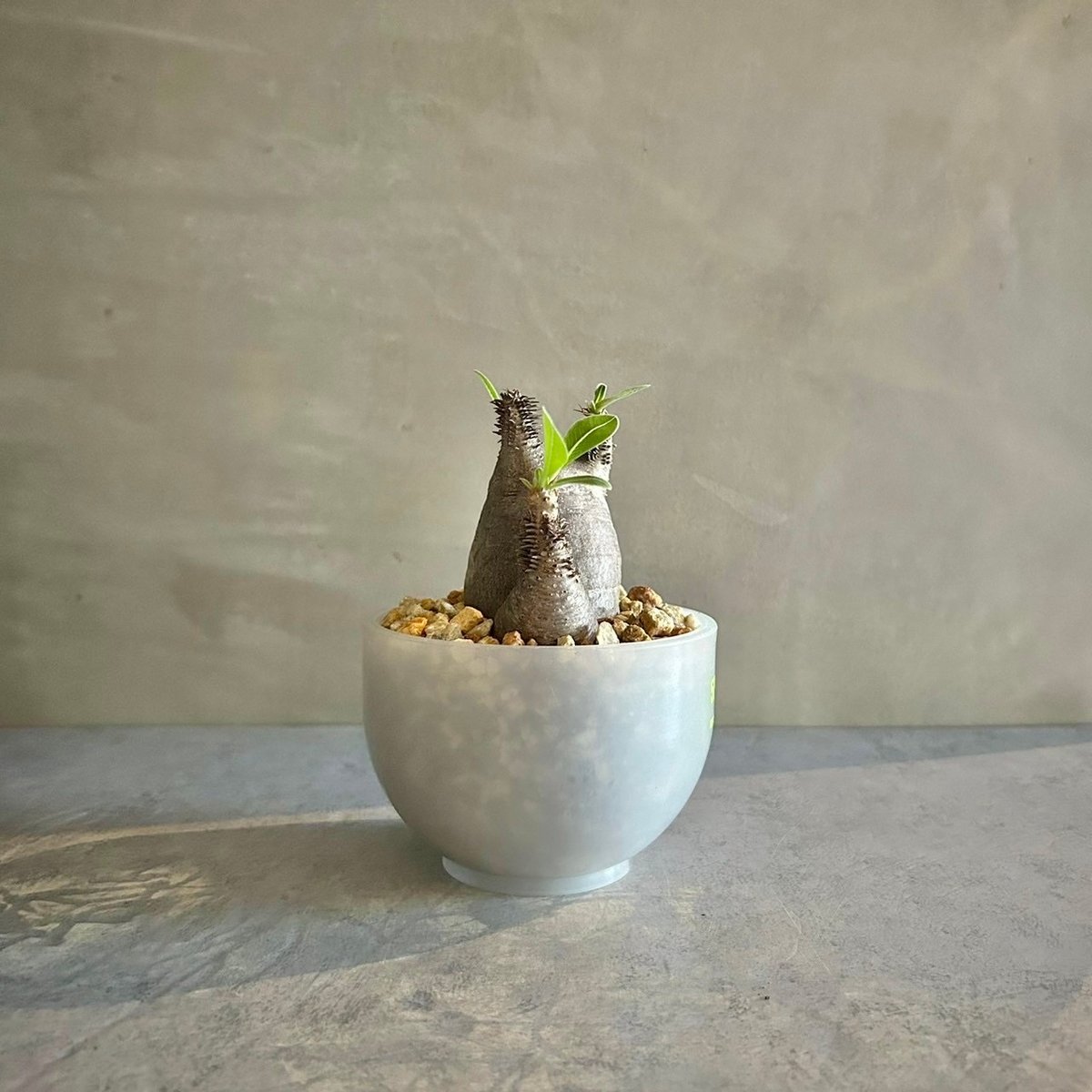 パキポディウム・マカイエンセ【5pm鉢】（23oct22.n4-23） | GOOD DAYS