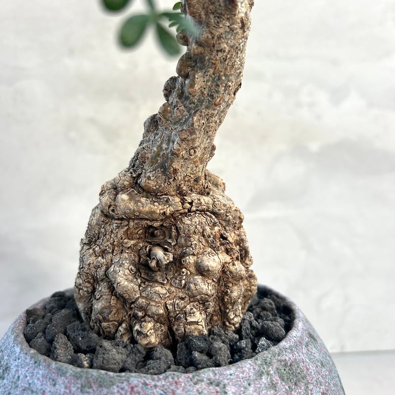 オペルクリカリア・パキプス【浅見五郎助作品鉢】(24dec24.v14-4