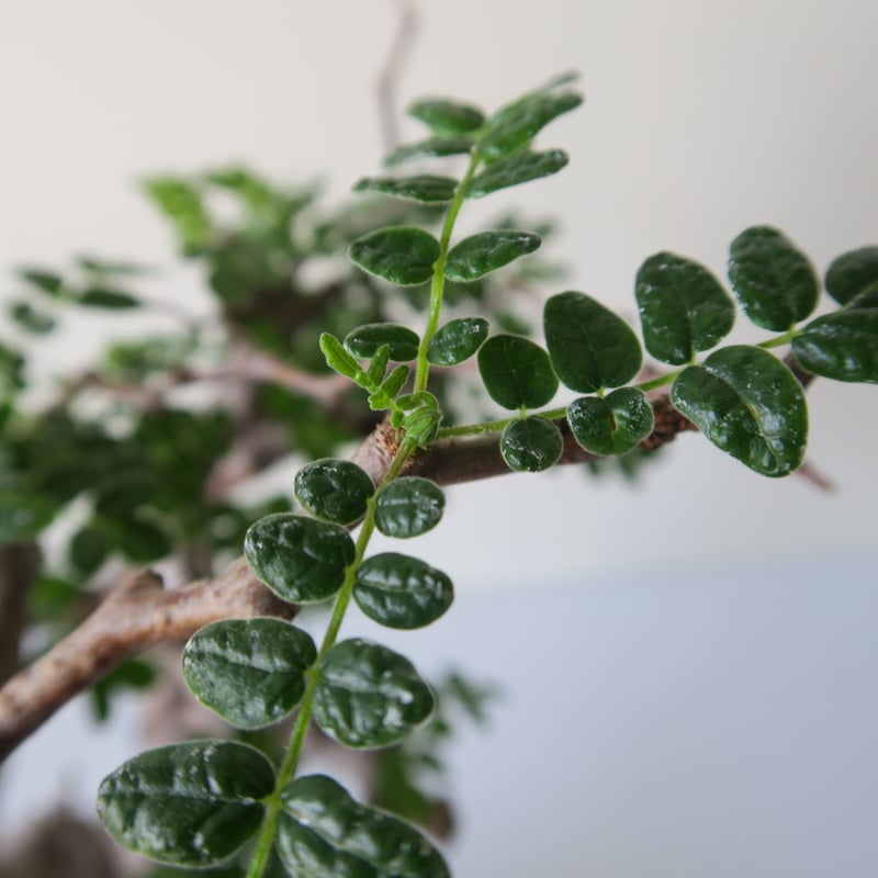 commiphora monstruosa コミフォラモンストローサ GOOD DAYS