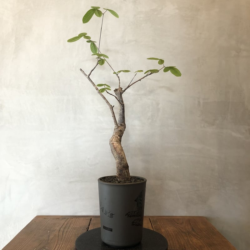 commiphora orbicularis コミフォラオルビクラリス NUTS