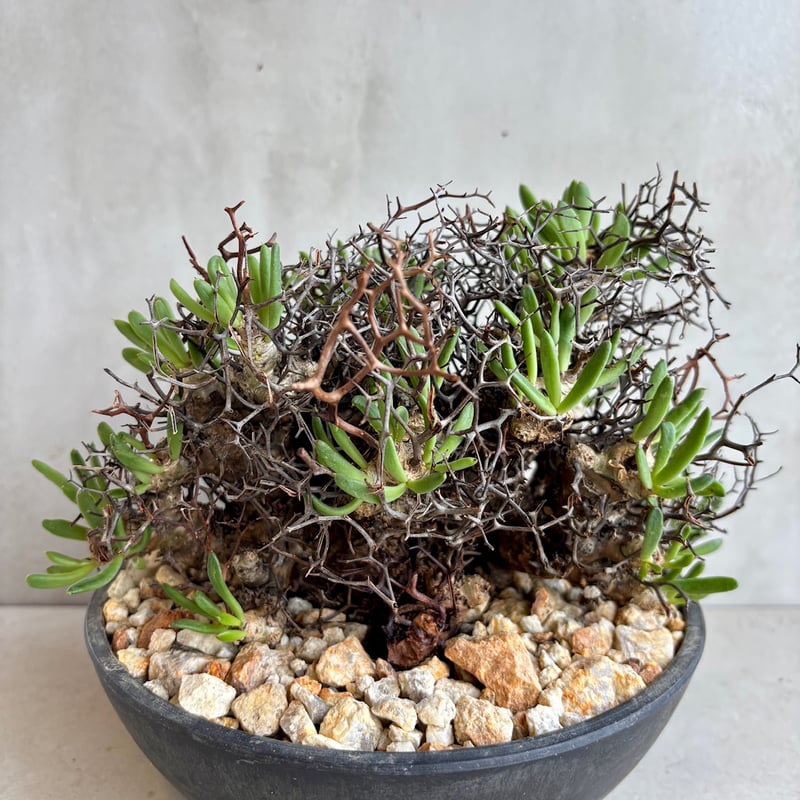 チレコドン・レティキュラーツス / 万物想【24dec14.e22-6】 | GOOD DAYS