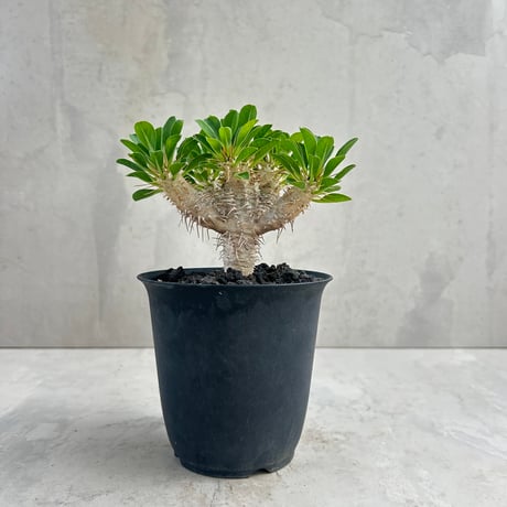 パキポディウムグラキリス | STORES