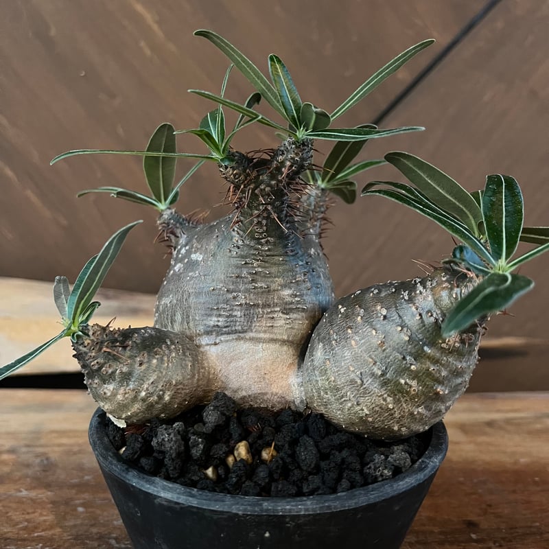 NEW!!【7月ロット】パキポディウム グラキリス 種子 50粒 【公式通販】