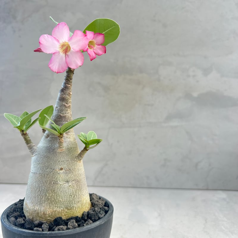 アデニウム・アラビカム ブラックスキン(25jul7.v42/3-1) | GOOD DAYS