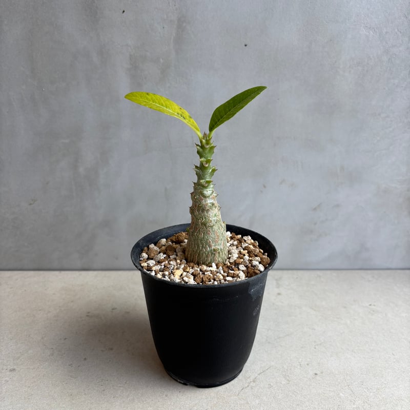 ウィンゾリー パキポディウム 実生 (検索) ユーフォルビア パキプス カタフ ウィンゾリー パキポディウム 実生 (検索) ユーフォルビア パキプス カタフ