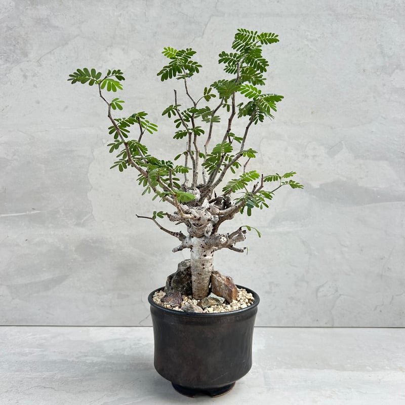 リサリサ 【リピート割】K2492 M2512【鉢植え発送】亞瑟王 BB リサリサ 【リピート割】K2492 M2512【鉢植え発送】亞瑟王 BB 園芸