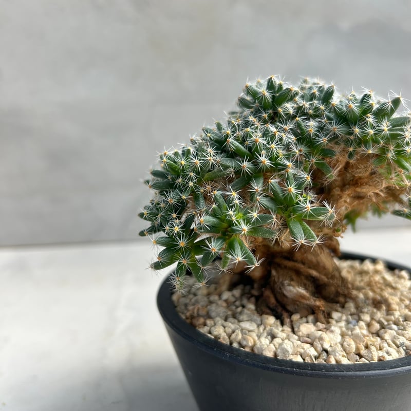 トリコディアディマ・デンサム【紫晃星】 (24nov27.h04-2) | GOOD DAYS