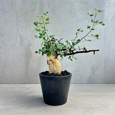 ★*★様 パキポディウム　グラキリス パキポディウム・グラキリス | trigger