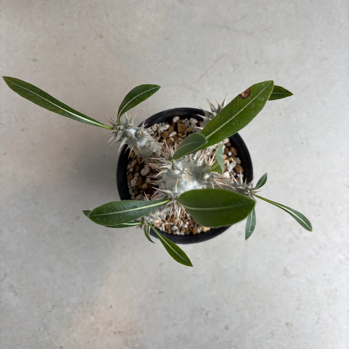 パキポディウム・ホロンベンセ【実生】 (24nov27.h08-10) | GOOD