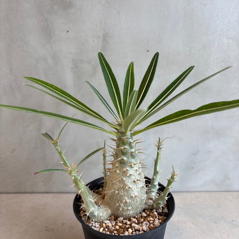 パキポディウム　グラキリス　2017実生 パキポディウム・グラキリスの実生1年間の記録＋花が咲くまでの