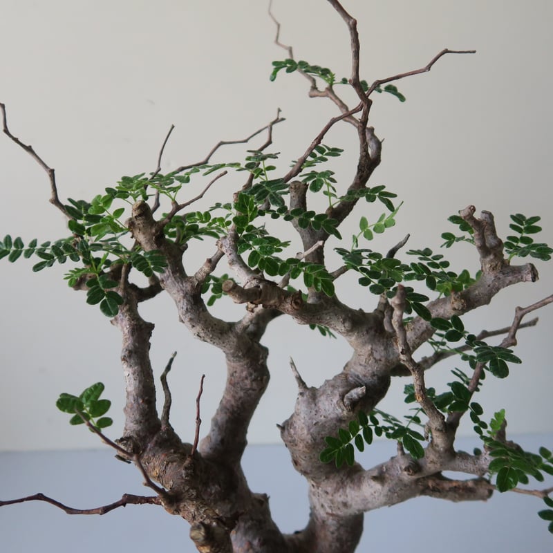 commiphora monstruosa コミフォラモンストローサ GOOD DAYS