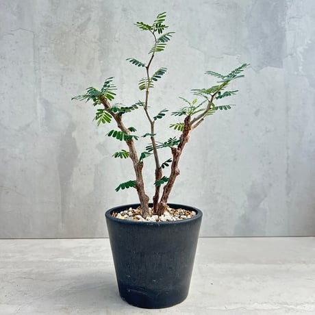 CATEGORY コーデックス | GOOD DAYS