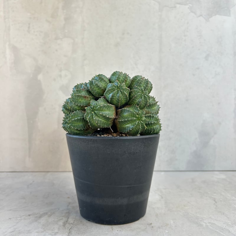 ユーフォルビア　バリダ　n/oh 陶器鉢 ユーフォルビア バリダ n/oh 陶器鉢 ユーフォルビア バリダ n/oh 陶器