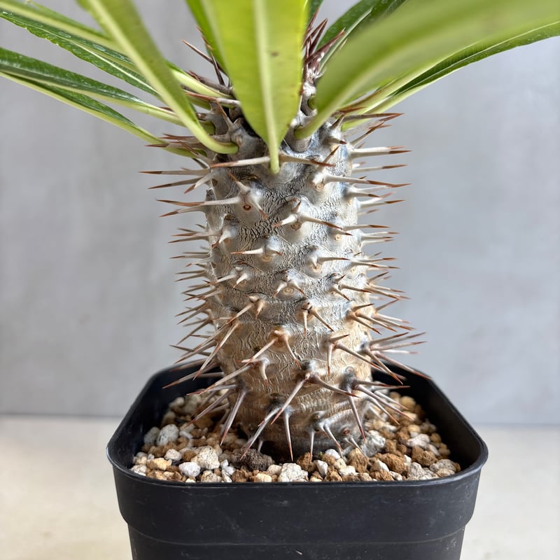 パキポディウム・ラメリー【実生】 (24nov27.h05-9) | GOOD DAYS