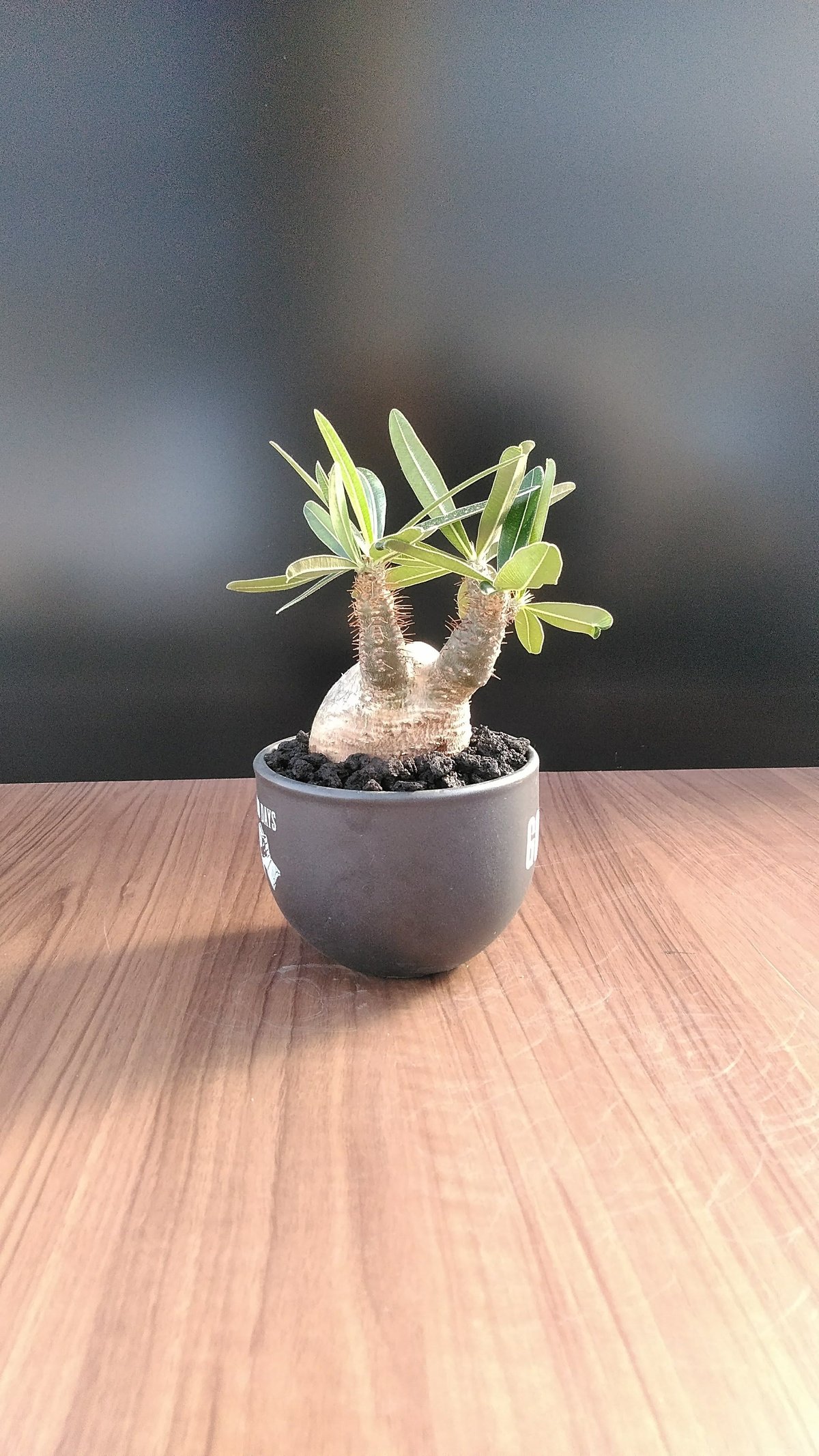 パキポディウムグラキリスト約100センチ10号黒鉢