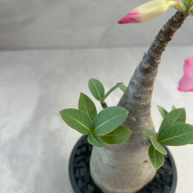 アデニウム・アラビカム ブラックスキン(25jul7.v42/3-1) | GOOD