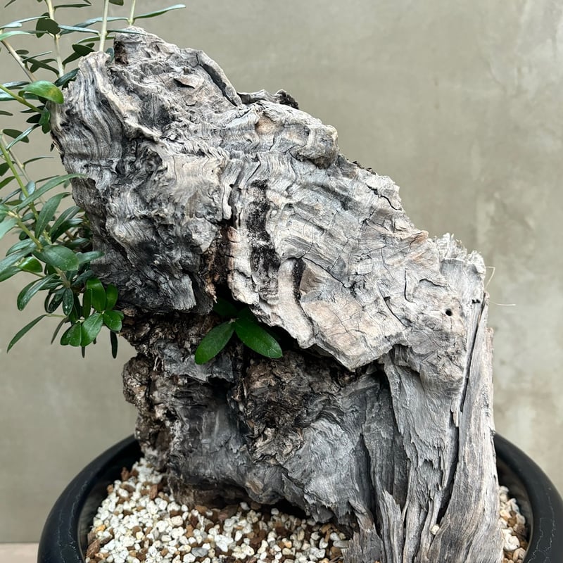 Old olive（24jun4.v3-7） | GOOD DAYS