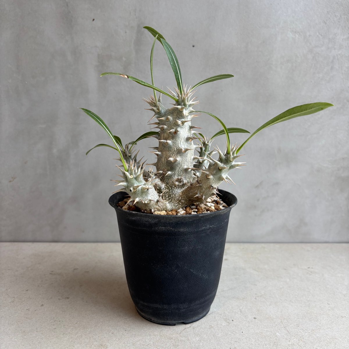 パキポディウム・ホロンベンセ【実生】 (24nov27.h08-10) | GOOD