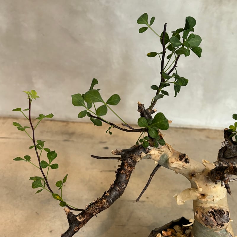 コミフォラ カタフ ピュア【川澄 智一 作品鉢】（24jun29.e1-9