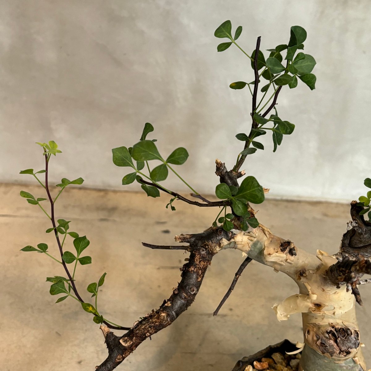 き*ち様 コミフォラ ピュア カタフ 緑肌 美樹形 XLサイズ 現地球