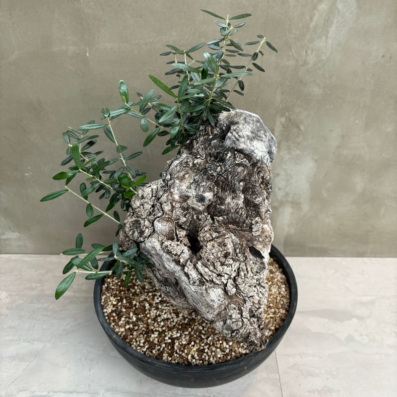 OLD Olive オールドオリーブ Old olive(古木オリーブ)×the first industrial – ELBAZ GREEN STORE