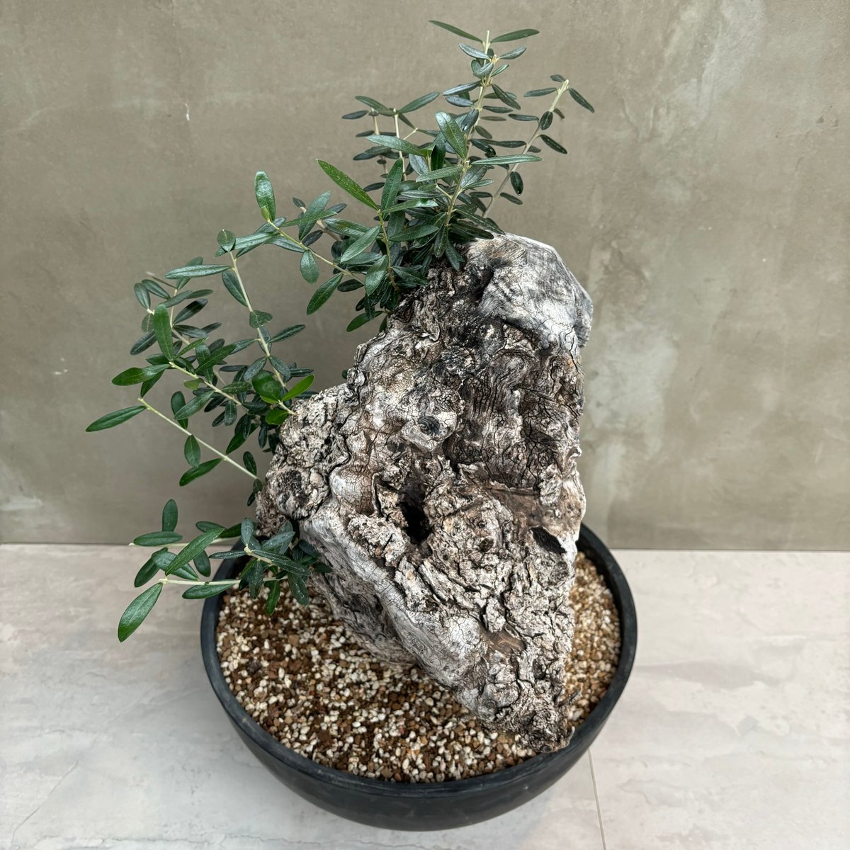 Old olive（24jun4.v3-11） | GOOD DAYS