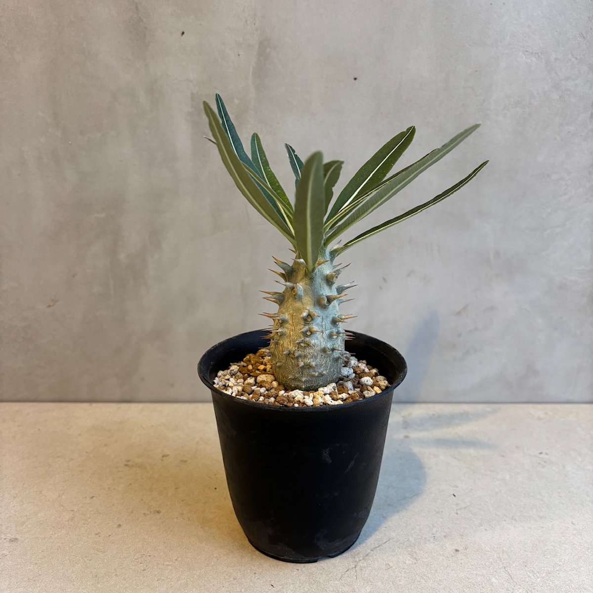 パキポディウム・カクチペス【実生】(24nov27.h07-13) | GOOD DAYS