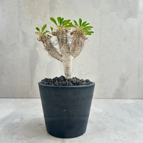 パキポディウムグラキリス | STORES