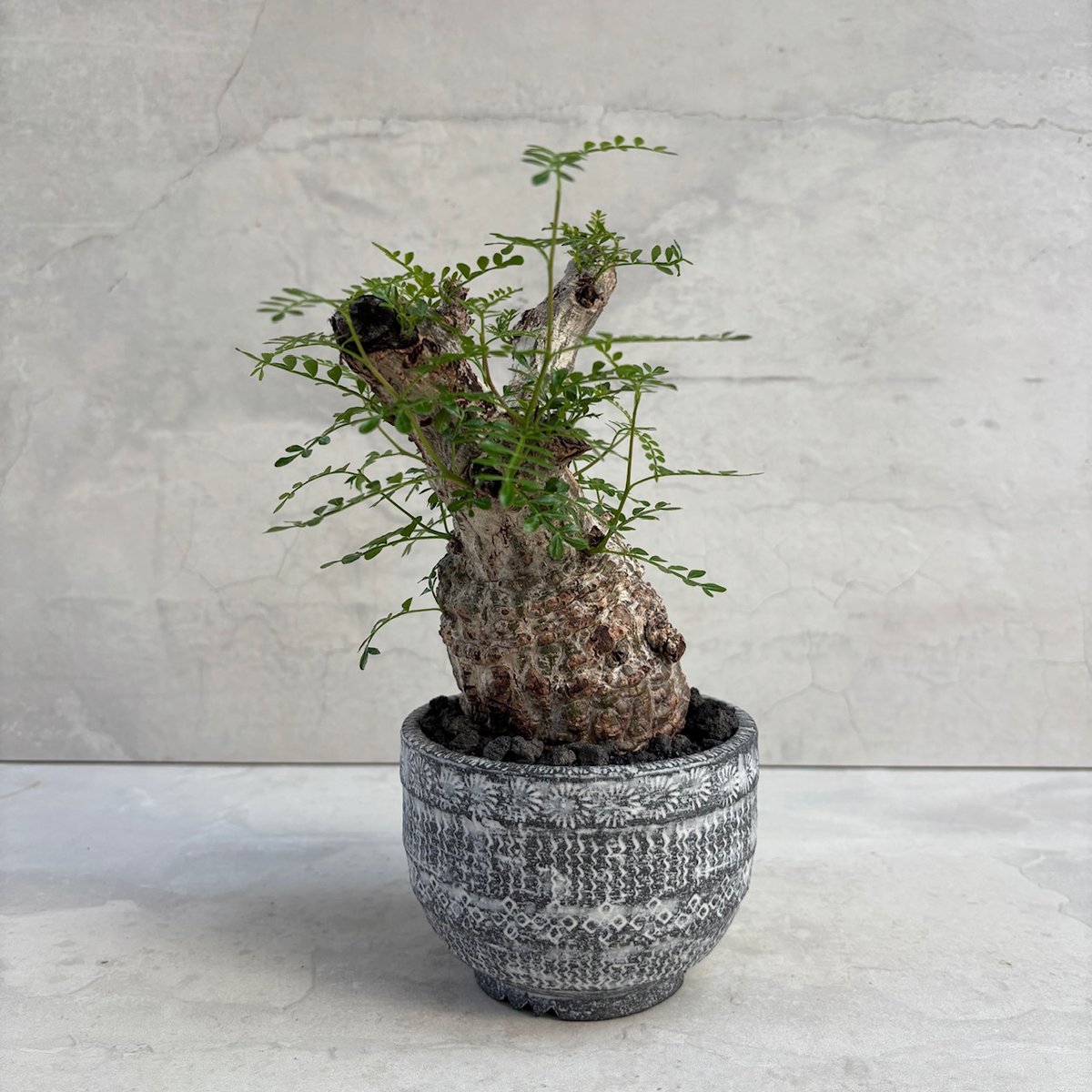 オペルクリカリア パキプス コレクション株 美形 オペルクリカリア パキプス 代表Decoコレクション株（発根済み