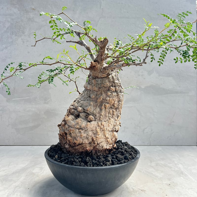 オペルクリカリア・パキプス(230513) | GOOD DAYS