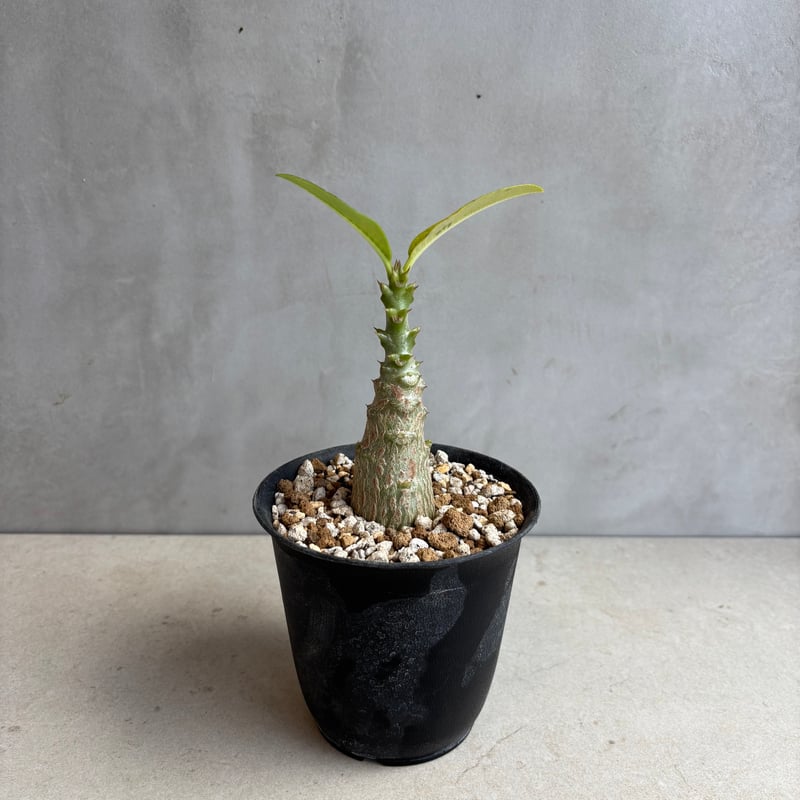 パキポディウム・ウィンゾリー 【実生】(24nov27.h11-3) | GOOD DAYS