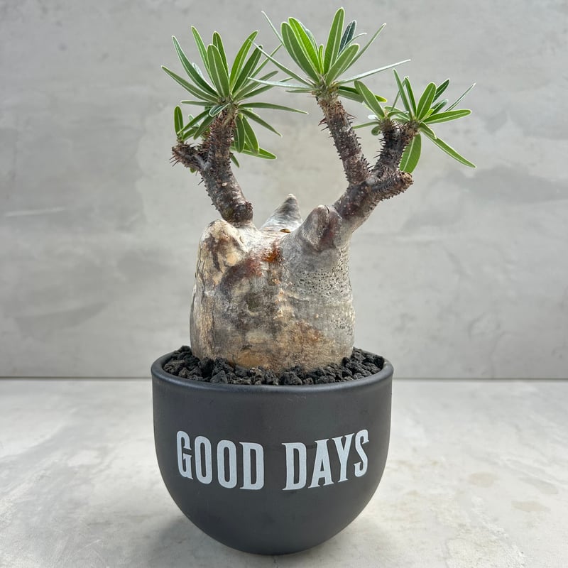 パキポディウム・グラキリス(24dec24.v01-48) | GOOD DAYS