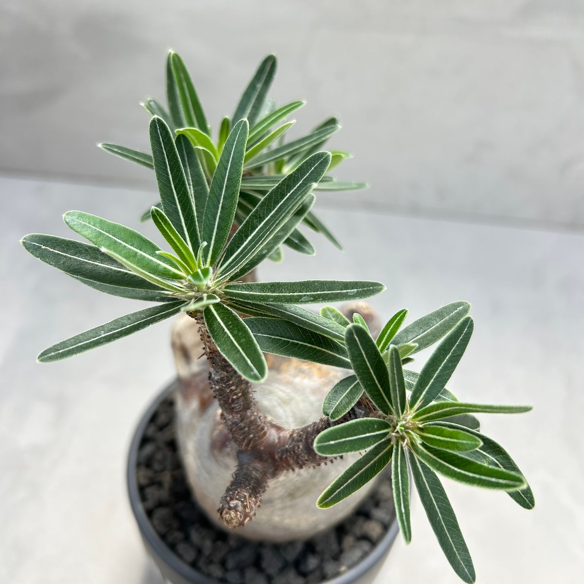 パキポディウム・グラキリス(24dec24.v01-48) | GOOD DAYS