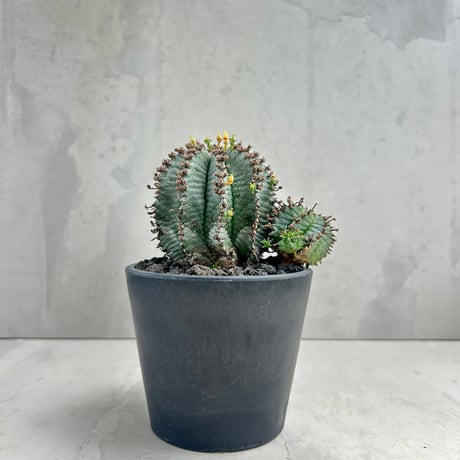 CATEGORY ○塊根植物 | GOOD DAYS
