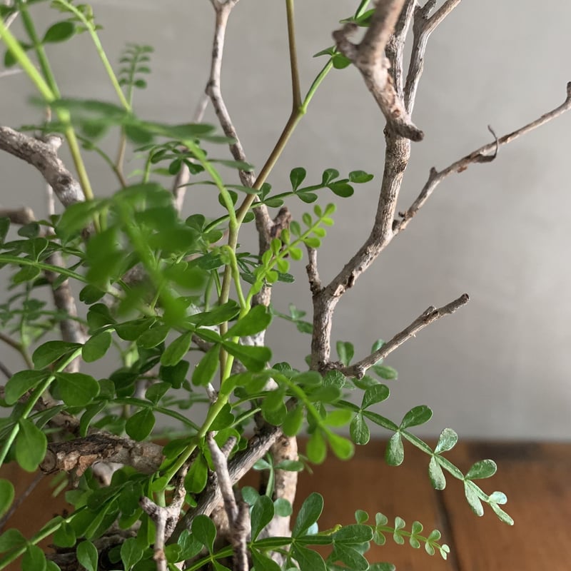 オペルクリカリア・パキプス【GOODDAYS/black鉢セット】23may19.n6-9 |